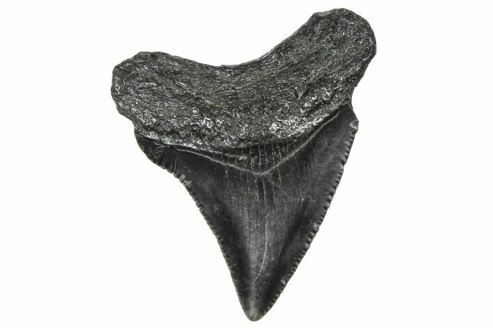Serrated, Juvenile Megalodon Tooth - South Carolina #360926